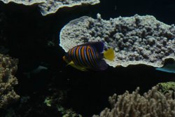 Monaco 010