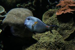Monaco 017