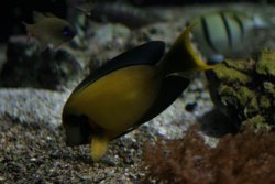 Monaco 023