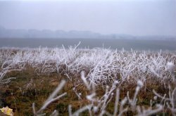 Der erste Frost - 1988 Stutensee