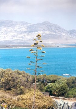 Agavenblüte - 1990 Sardinien
